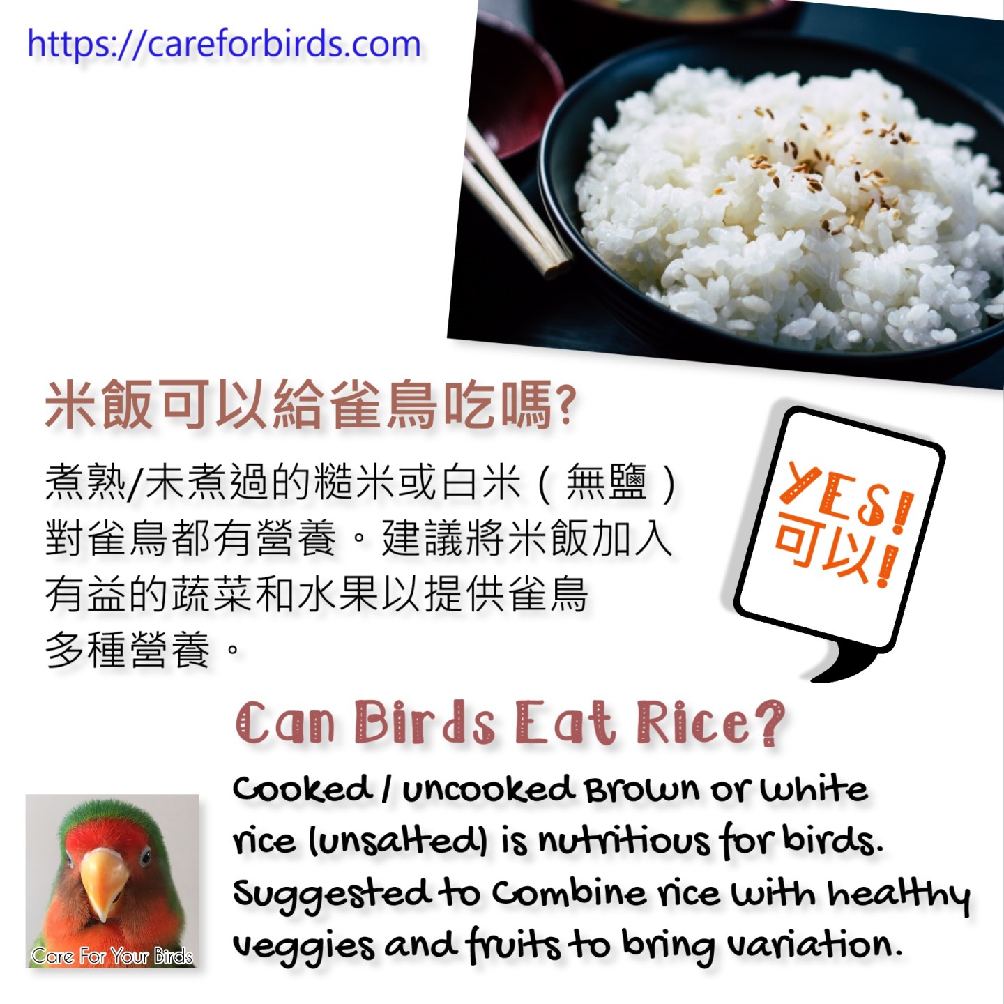 【Can Birds Eat Rice?】 | Care For Your Birds – Beginners' Guide【新手飼養雀鳥指南】