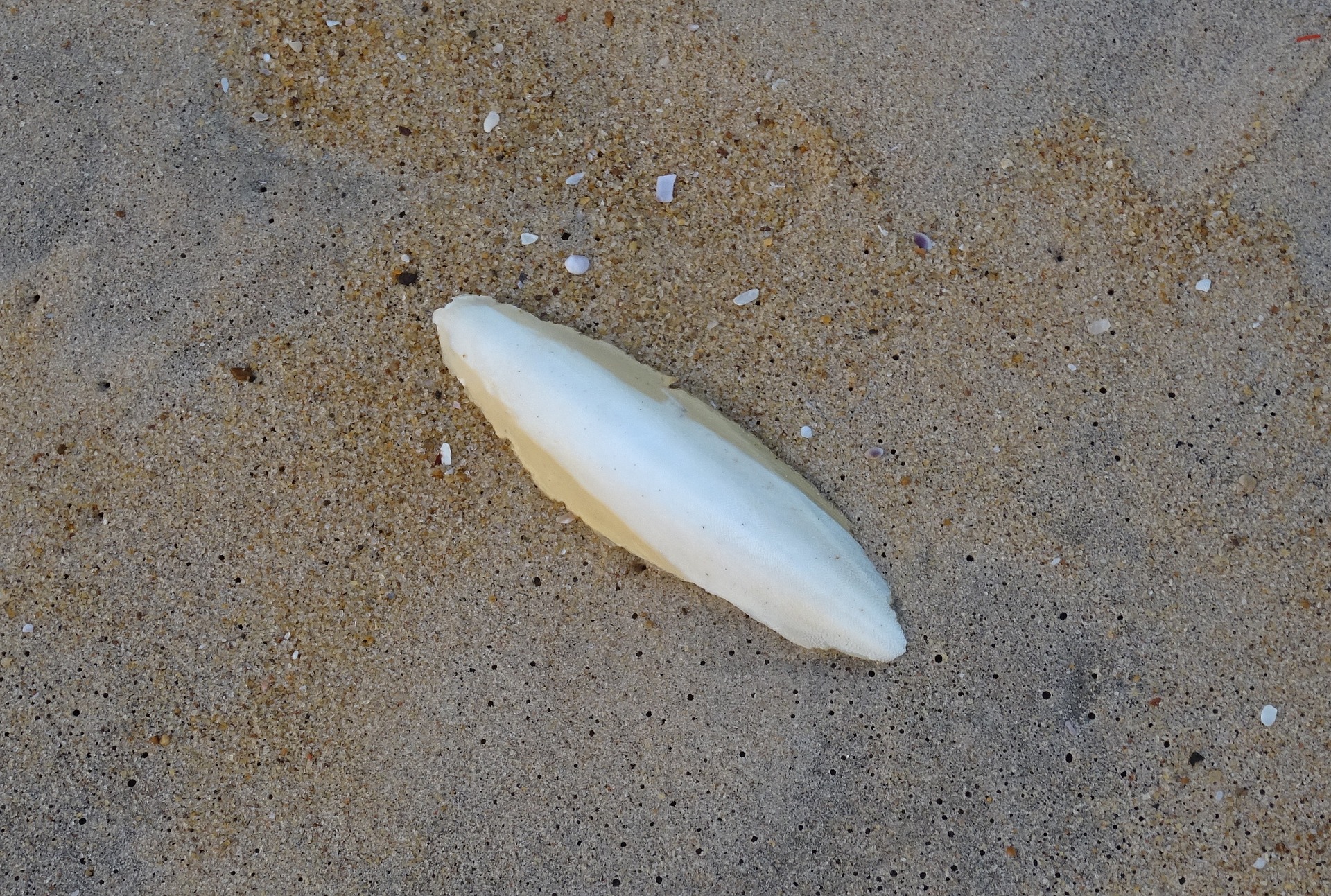 【Clean Cuttlebones Before Serving Your Birds】 | Care For Your Birds ...